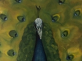 nr-14
