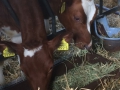 Boerderij-13