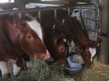 Boerderij-17